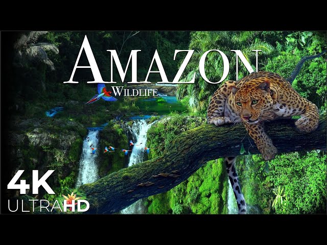 AMAZON Wildlife 4K • Rainforest Relaxation Film - Nature Video UltraHD