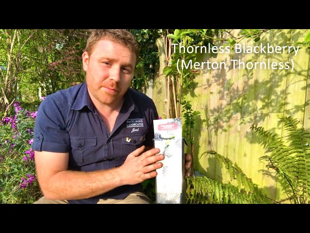 How to Make a Home for Birds - Best Climbing Plants to Attract Wildlife - Episode 8