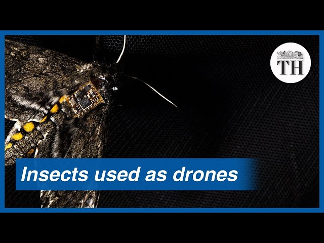 How insects are being used as drones for sensors