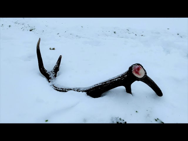 Zrzuty jelenia, ladna tyka w sniegu / Nice red stag antler in the snow