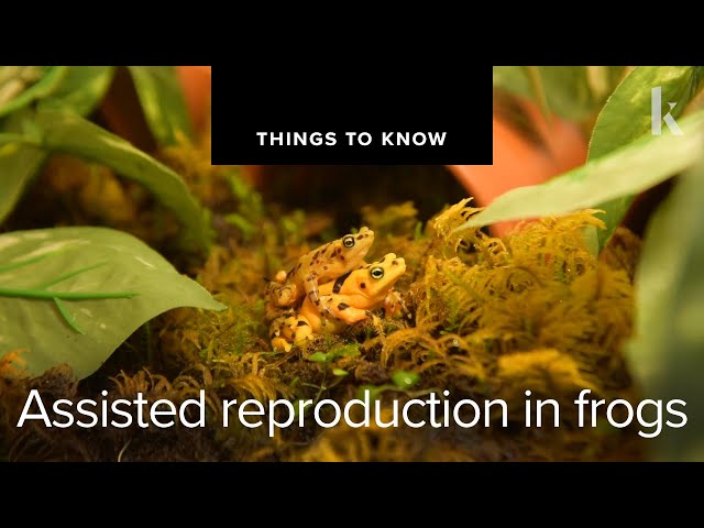 Inside the fertility clinic for frogs | Things To Know