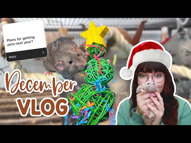 Festive enclosures & pet plans for next year | VLOG