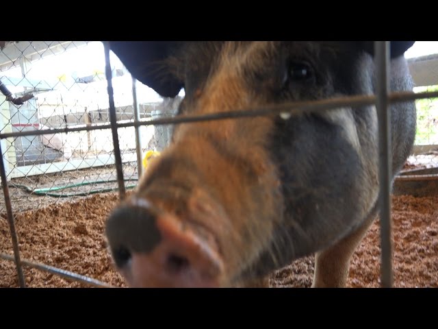 Noisey PIG grunting and trying to eat my camera