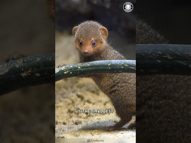 Dwarf Mongoose 😈 Pocket-Sized Badasses!
