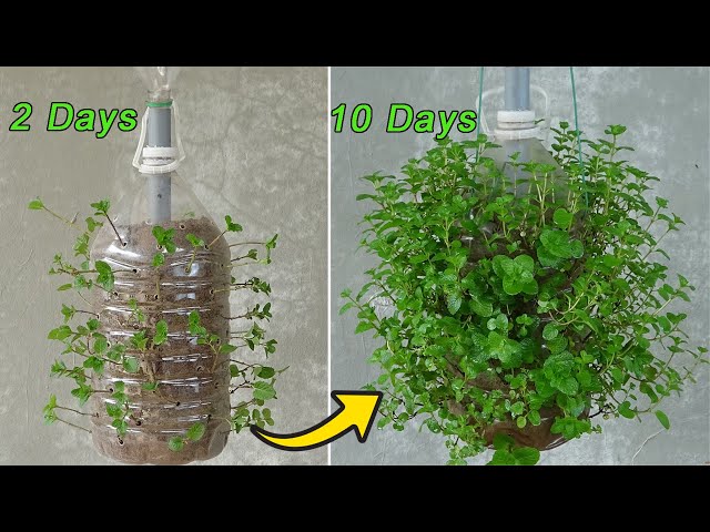 How to grow mint from stem in plastic bottles, Hanging Garden Ideas
