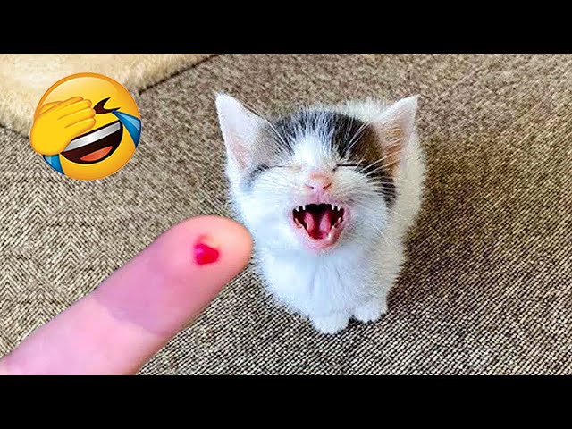 New Funny Videos 2024 😍 Cutest Cats and Dogs 🐱🐶 Part 73