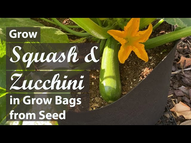 How to Grow Squash & Zucchini in Grow Bags from Seed | Easy Planting Guide