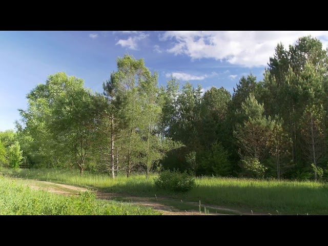 [10 Hours] Summer Trees with Birds - Video & Audio [1080HD] SlowTV