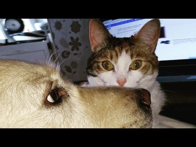 Funny Cat Videos 😻 And Dogs 🐶 Funny Animals Part 6