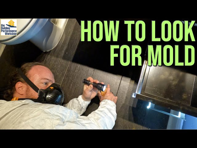 Early Stage Mould Inspection Tips from a Pro: Jason Earle from Got Mold?