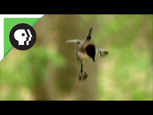 Ducklings Jump from Nest 50 Feet in the Air