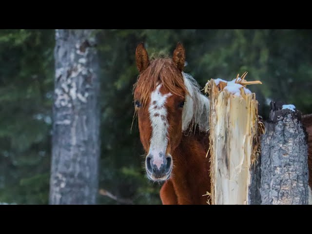 Wild Horses In The Enchanted Forest