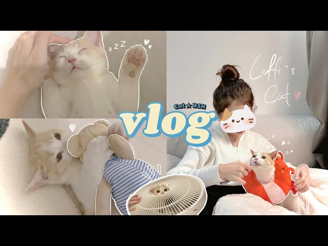 vlog | meet my first kitty 🐈 Kitten's first day home 🏠 我终于有猫啦^^成为新手铲屎官| loffi snow