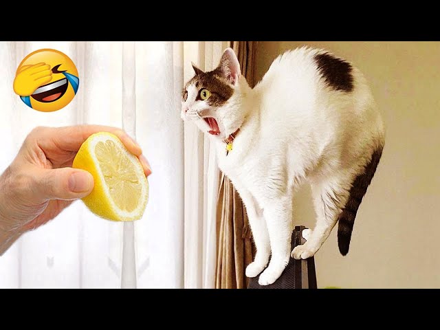 New Funny Videos 2022 😍 Cutest Cats and Dogs 🐱🐶 Part37