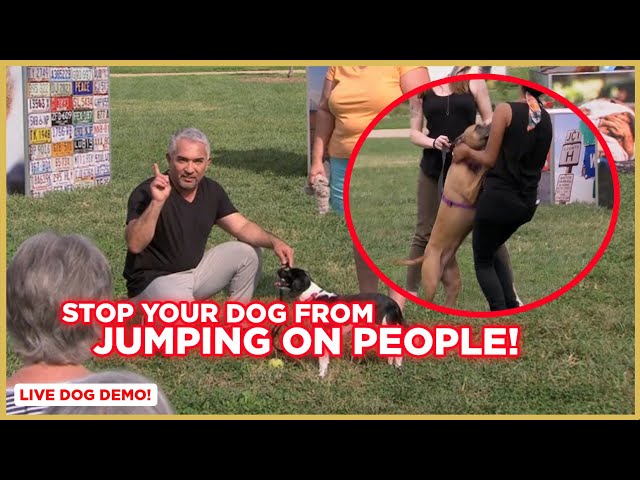 How To Stop Your Dog from Jumping on People w/ Cesar Millan!
