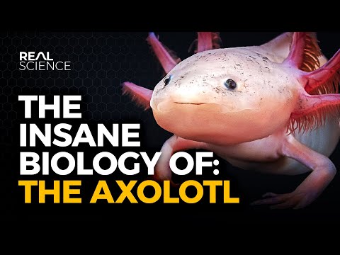 The Insane Biology of: The Axolotl