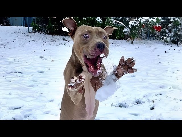 Dogs Reacting to First Snow - Try Not To Laugh