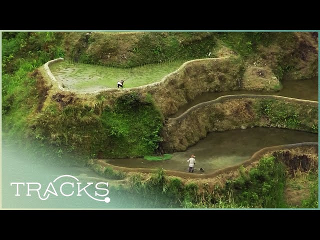 The Eighth Wonder of the World: Philippines' Rice Terraces & Its Farmers (Full Documentary) | TRACKS