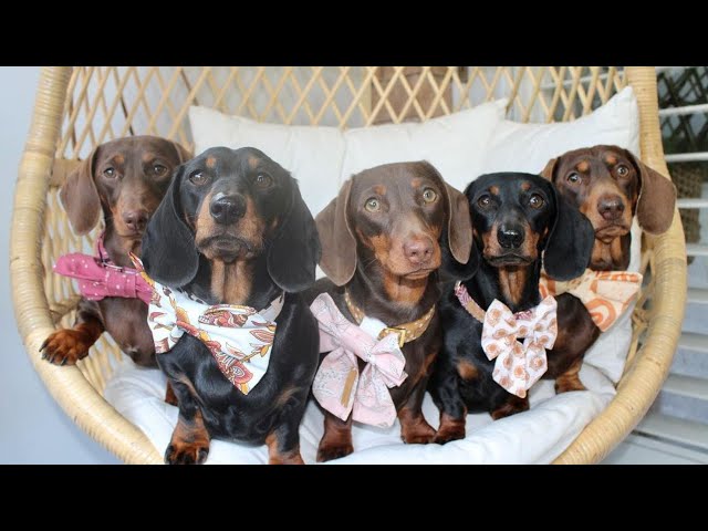 40 Adorable Dachshund Dog Moments: Funny, Playful, and Heartwarming Compilation