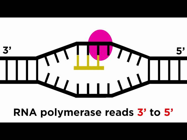 Transcription and Translation: From DNA to Protein
