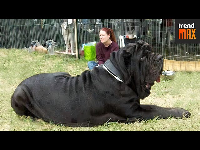 The BIGGEST DOG BREEDS In The World