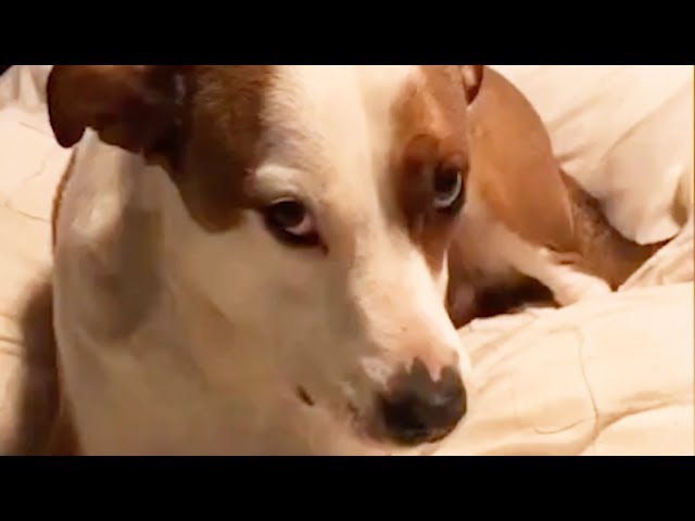 'What's that noise?' Guilty Dog Has a Cicada in its Mouth
