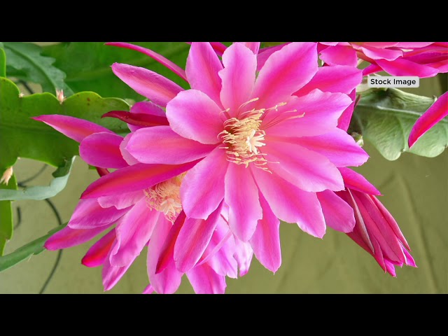 Roberta's 2-Piece 3-in-1 Night and Day Epiphyllum Cactus on QVC