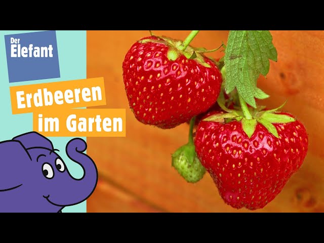 Wie wachsen Erdbeeren? | Der Elefant | WDR