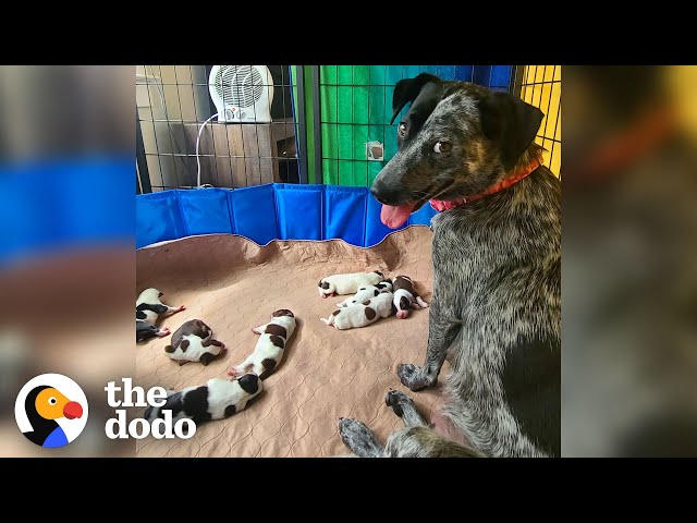 Pregnant Foster Dog Has Her Babies And Becomes A Puppy Again  | The Dodo Foster Diaries