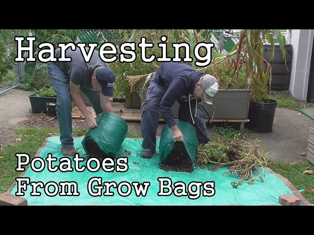 Potatoes in Grow Bags -Harvesting My Purples & Yukon Golds