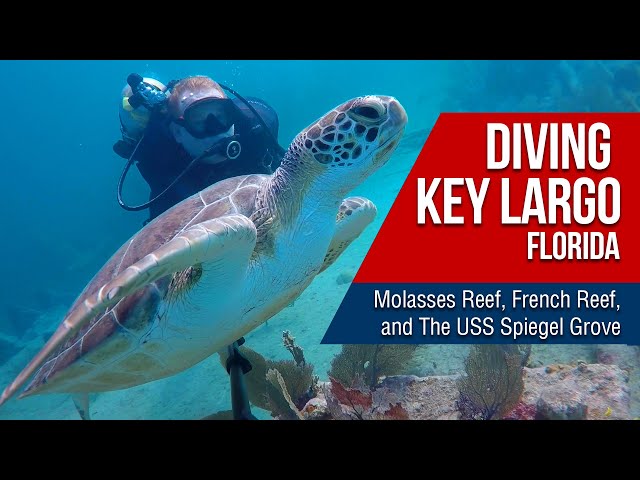 Scuba Diving in Key Largo, Florida: Molasses Reef, French Reef, Benwood & Spiegle Grove dive sites