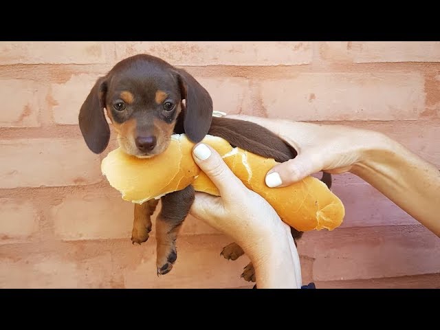 33 Cute and Funny Dachshund Videos Instagram | Adorable Sausage Dogs Try Not To Laugh Compilation
