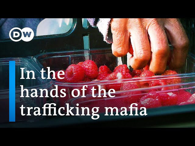 Portugal - Modern slavery for an EU passport | DW Documentary