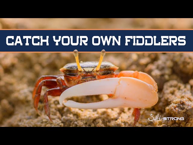 How To Catch Your Own Fiddler Crabs In Winter