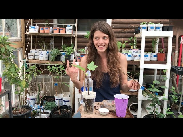 Greenhouse Notes: Rooting Fruit Tree Cuttings