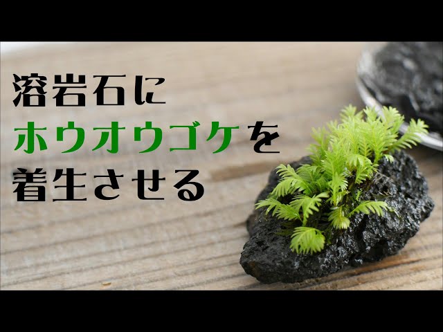 How to make a mossy stone in Terrarium #08