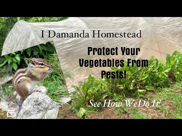 Protect your Vegetables from Insects and Animals with Row Covers!