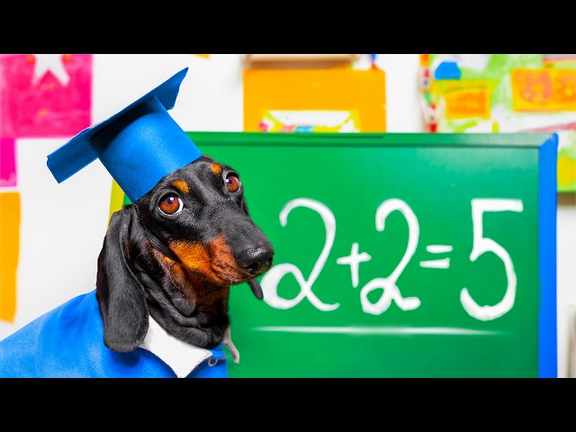 Transfer Student Pt. II! Cute & Funny Dachshund & Corgi Dog Video!