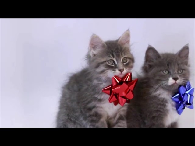 Adorable Kittens
