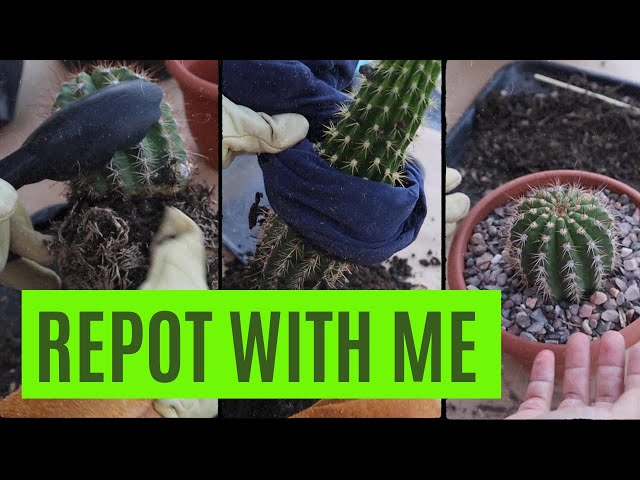 Let's Repot some Cactus | How to Plant a Spiny Cactus