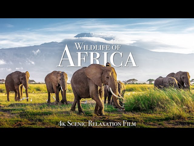 Wildlife of Africa 4K - Scenic Relaxation Film With African Music