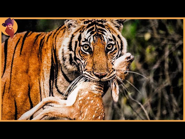 15 Incredible Tiger Hunts Caught On Film