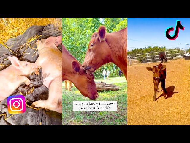 CUTEST Farm Animals That Will Make You Smile | The Gentle Barn Funny Compilation