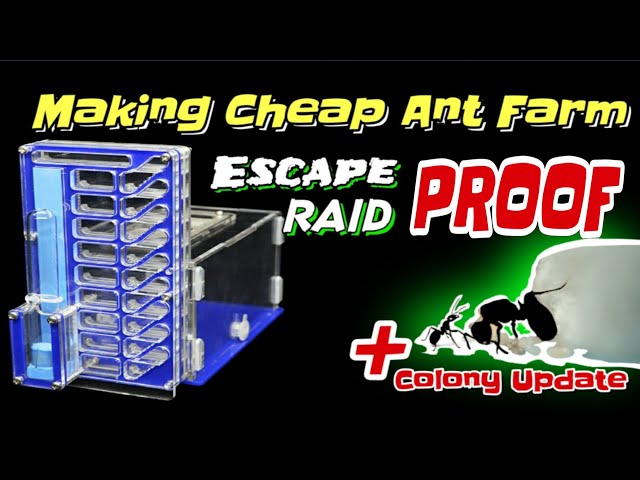 Unboxing/Assembling | Cheap Ant Formicarium