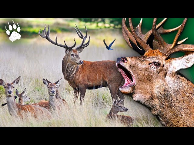 The king of the forest - The fight of the great red deer - Full documentary - HD - AMP