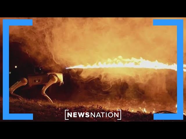 Flamethrowing ‘dog’ is dangerous: NewsNation contributor | NewsNation Prime