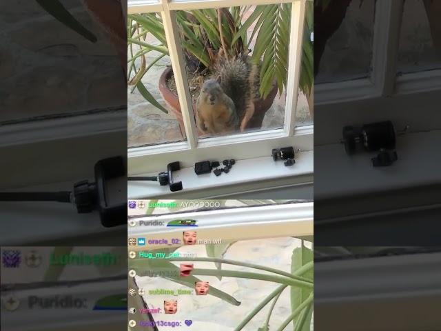 xQc gets stream sniped IRL by a squirrel!