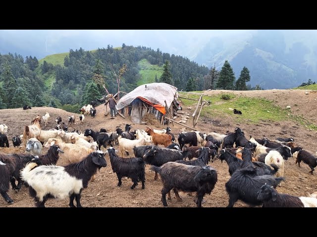 Very Hard Daily Life in Nepali Mountain Highland || Himalayan Shepherds Life - Ep. 05