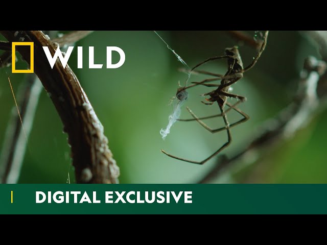 Discover the amazing diversity of spider webs | Wild Hunters  | National Geographic Wild UK