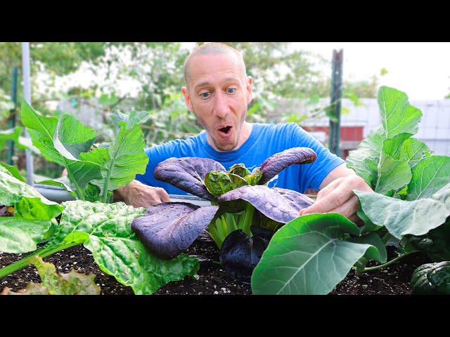 5 Crops That Grow FASTER Than WEEDS!